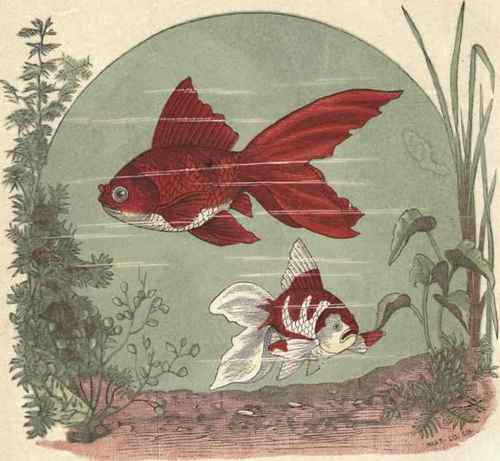 The Fantail 1
