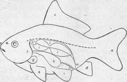 The Propagation And Care Of The Goldfish The Anato 15
