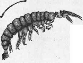 The Water Flea (enlarged).
