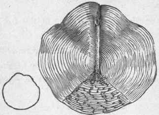 scale FROM LATERAL line. (Enlarged.)