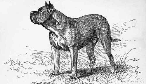 DOGUE DE BORDEAUX.CH.SANS. PEUR . (LATE) Mrs. H.C.BROOKE OWNER.