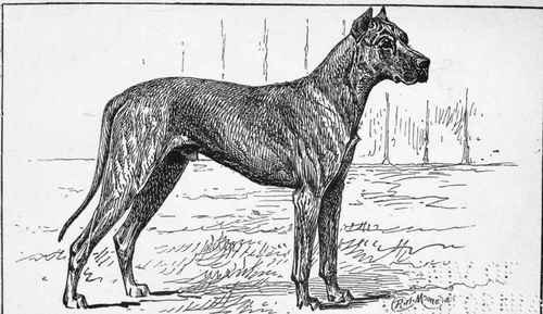 GREAT DANE CM. HANNIBAL OF REDGRAVE M H.L.HORSFALL OWNER.