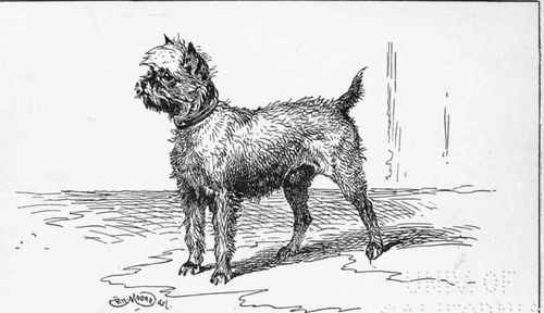 GRIFFON BRUXELLES MARQUIS DE CARABAS COUNT Da BYIANDT OWNER.