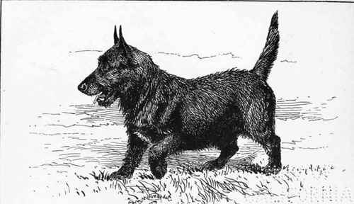 Hard Haired Scotch Terrier CH. KILLDEE H.J. LUDUOW OWNER.