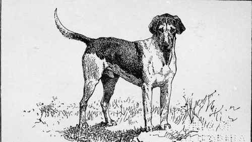 Harrier Traveller aldenham kennels.