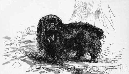 KING CHARLES SPANIEL CH. LAUREATE  ,Mrs MCLAREN MORRISON.OWNER.