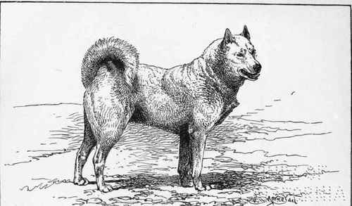 LAPLAND SLEDQE DOG PERLA . H.R.N. PRlNCE OF WALES. OWNER.