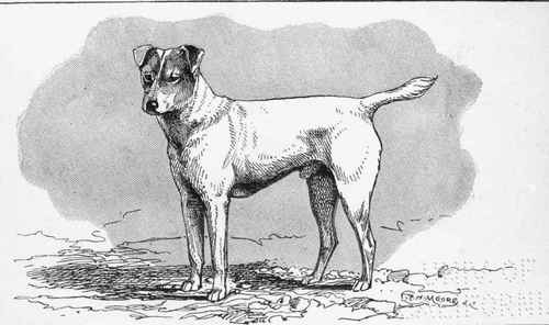 (OLD type.) SMOOTH FOX TERRIER