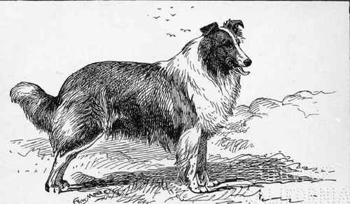 Rough Collie LOCHEL H.R.H. PRINCESS OF WALES .OWNER.