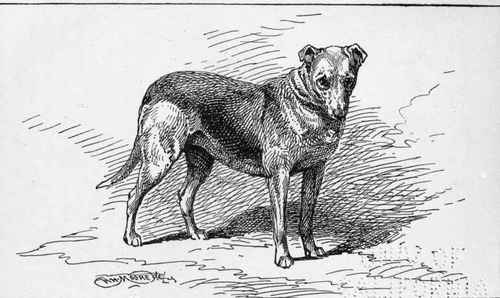 SMOOTH COLLIE CH. LADY NELLIE C.H.LANE owner.