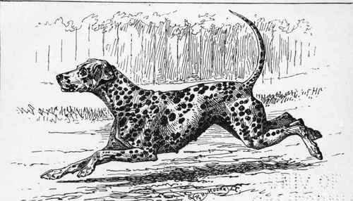 THE BLACK SPOTTED DALMATIAN BITCH CH. BEROLINA E.T.PARKER OWNER .