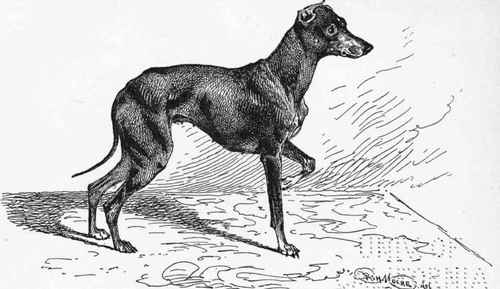 TOY TERRIER.CH. MASCOTTE MODEL Mrs. MONK owner .