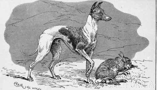 WHIPPET CH. ENTERPRISE  H.V1CKERS Owner.
