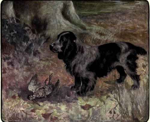 The Cocker Spaniel.
