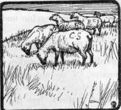 The Collie 38