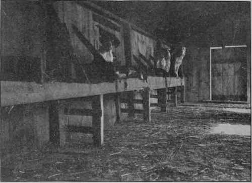 A MODEL KENNEL.