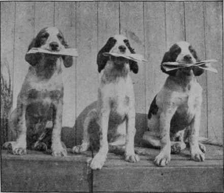 BREAKING GUN SHY DOGS.