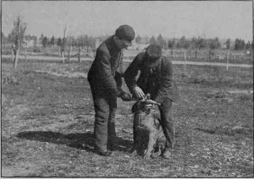 EXTRACTING A BONE FROM A DOG'S THROAT.