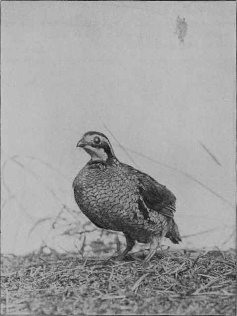QUAIL.