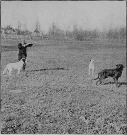 TEACHING A DOG TO POINT.