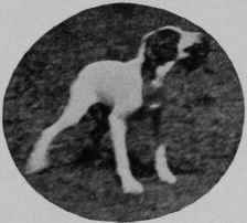 TWO MONTHS OLD POINTER RETRIEVING.