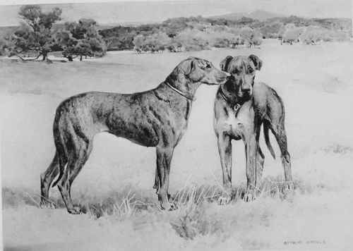 THE GREAT DANE.