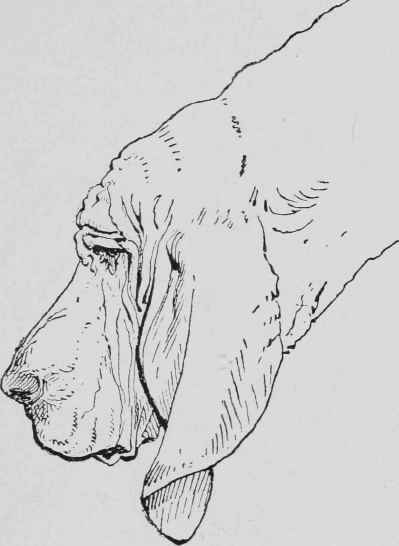 The Bloodhound