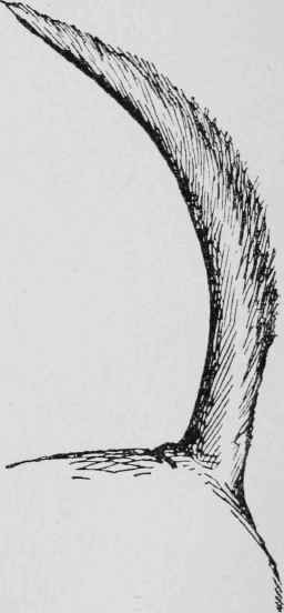 The Bloodhound