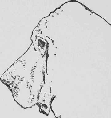 The Bloodhound