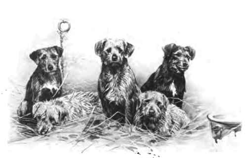 Other Terriers 17