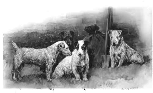Other Terriers.