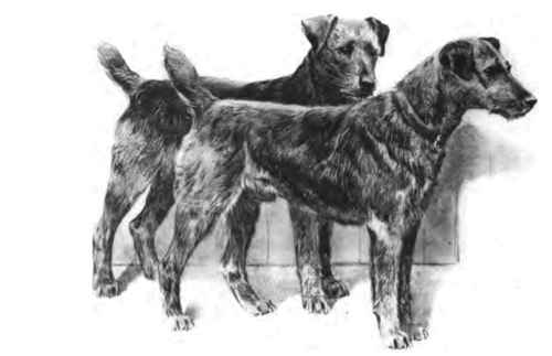 The Airedale Terrier.