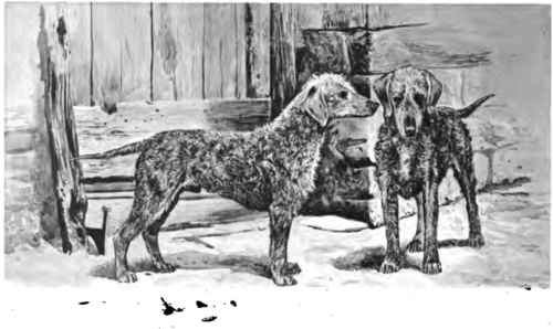 The Bedlington Terrier.