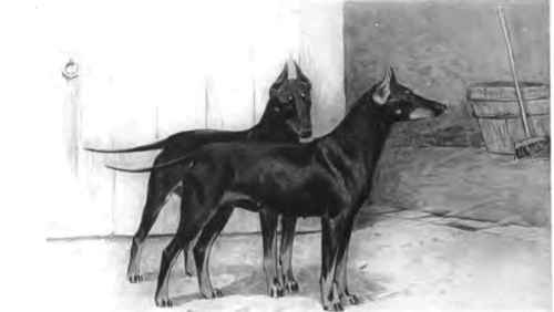 The Black And Tan Terrier.