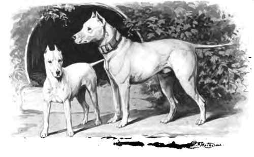 The Bull Terrier.