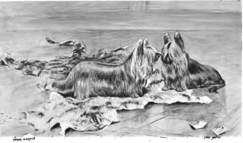 The Clydesdale Or Paisley Terrier.
