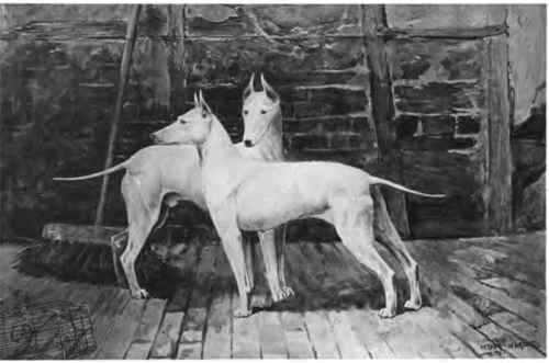 The English White Terrier.