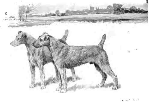 The Irish Terrier.