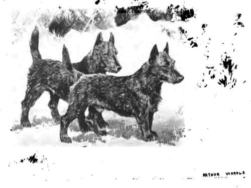 The Scottish Terrier.