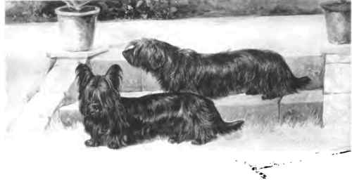 The Skye Terrier.