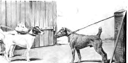 The Terriers 1