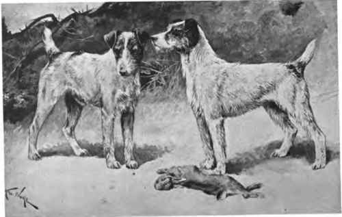 The Wire Haired Fox Terrier.