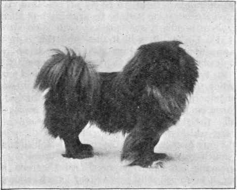 PEKINGESE. Foo Kwai of Newnham owned by Mrs. W. H. Herbert.