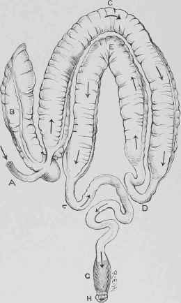 Large Intestine.