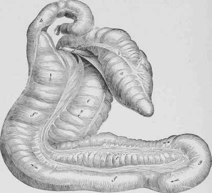 Large Intestine.