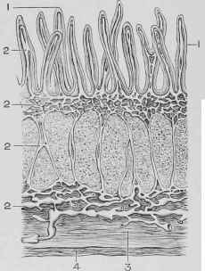 Section through the Small Intestine.