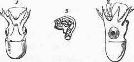 1, 2. Male Argonaut, of the natural size, represented in front and in profile.