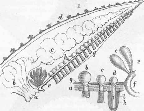 1. Diagrammatic section of a Star fish: a, mouth; b, stomach.