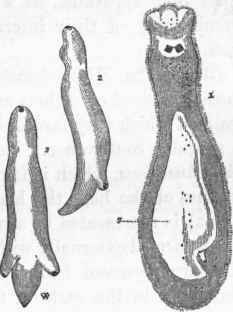 1. First stage in the development of Monostomum mutabile.