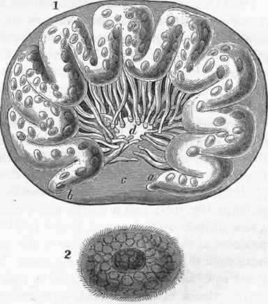 1. Ovarium of Cyanea aurita.